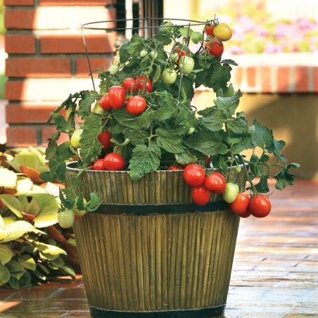 Italienne Little Napolli (tomate plant nain)