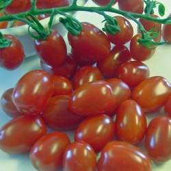 Tomates Italienne Little Napolli (plant nain)