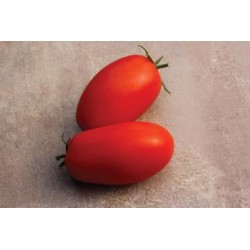 Tomate Italienne (Roma-déterminé)