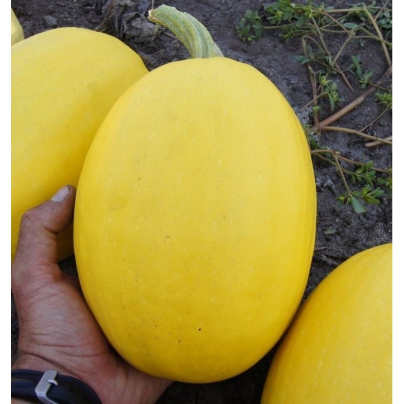 Courges Variées