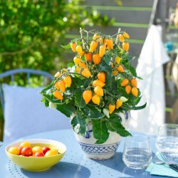 Tomates cerises oranges (Plant miniature/de table)