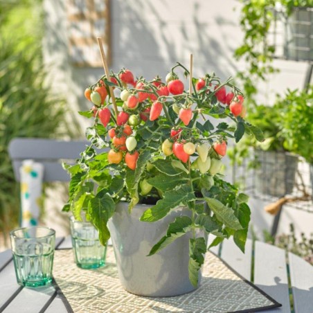 Tomates cerises roses (Plant miniature/de table)