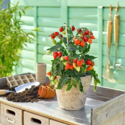Tomates cerises rouges (Plant miniature/de table)