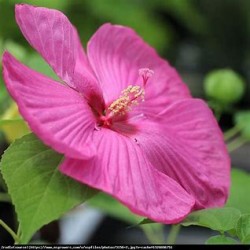 Hibiscus Luna Rose