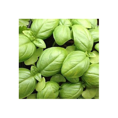 Basilic Vert