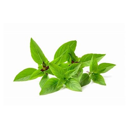 Herbier "les asiatiques"