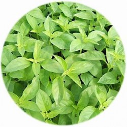 Herbier "les asiatiques"