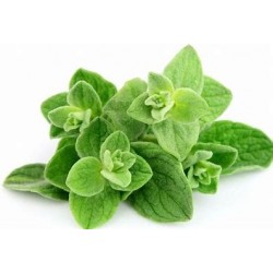 Herbier "les provençales"