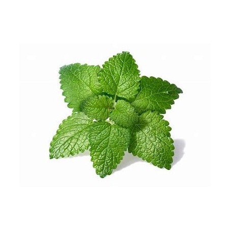 Herbier "les infusions"