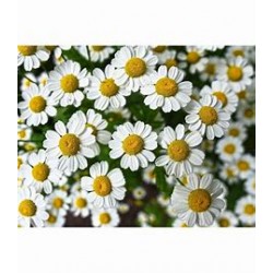 Herbier "les infusions"