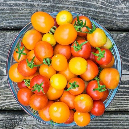 Balconnière de Tomates cerises Mixtes
