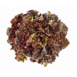 New Red Laitue Frisée Rouge