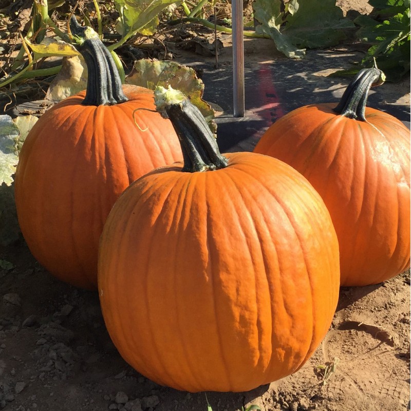 Carrie Citrouille Moyenne