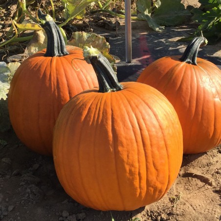 Carrie Citrouille Moyenne