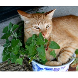 Cataire - Herbe Aux Chats