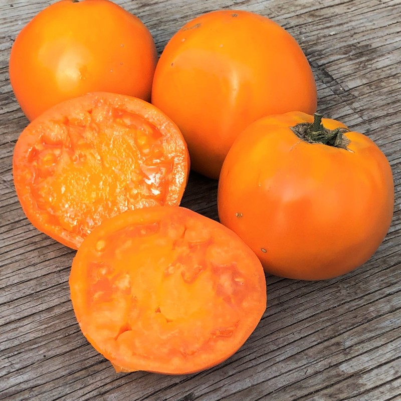 Tomate beef orange (indéterminée)