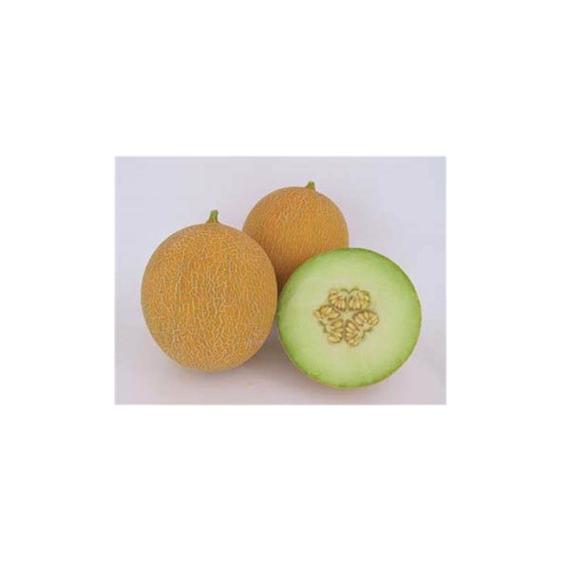 Melon Miel (Arava)