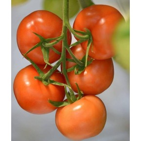 Tomates bio prêtes à manger