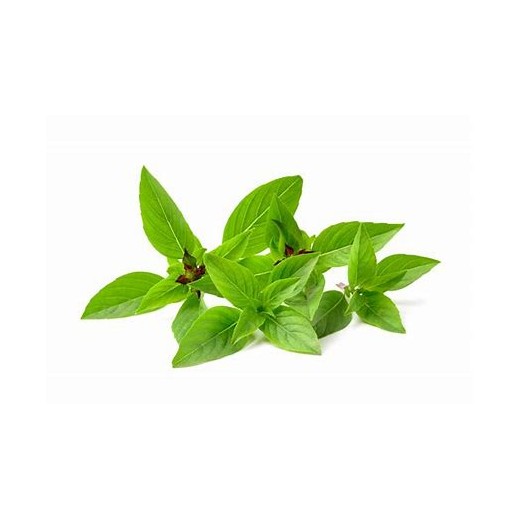 Basilic Thaï