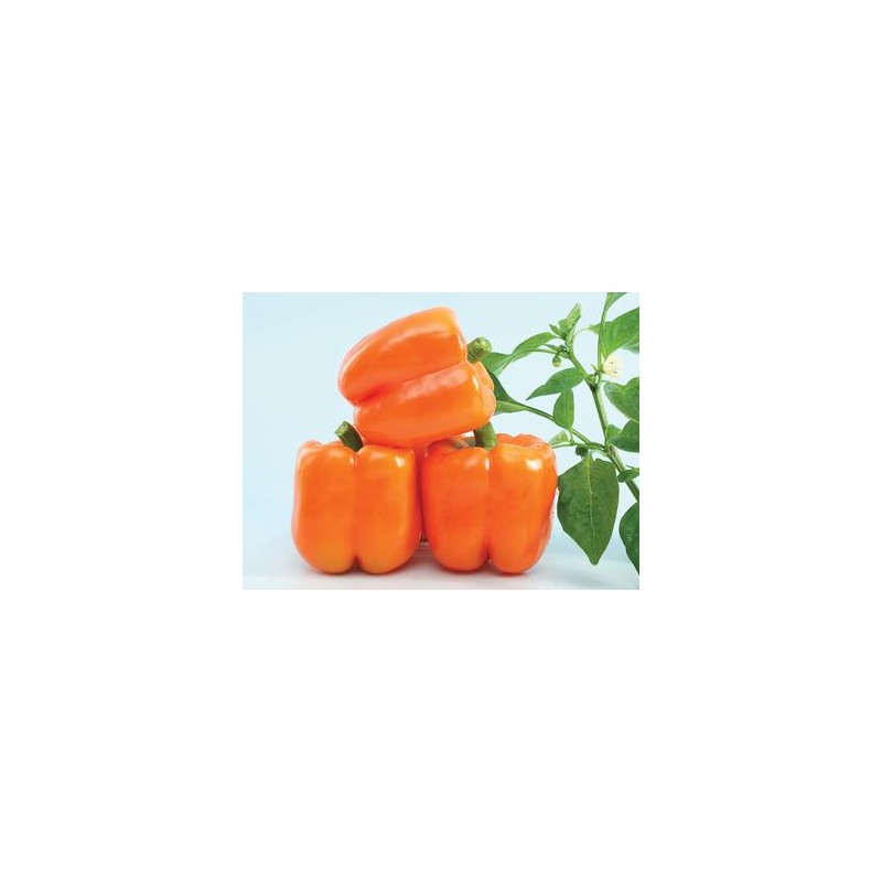Poivron DOUX Orange