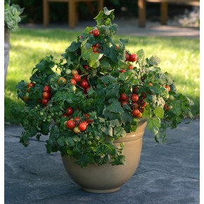 Tomates cerises rouges (déterminé)