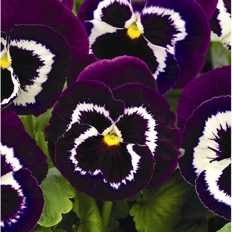 Mammoth Viva La Violet