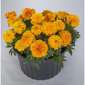 Endurance Sunset Gold