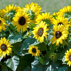 Suntastic Golden Yellow (balcon)