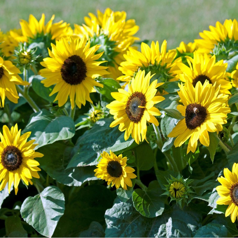 Suntastic Golden Yellow (balcon)