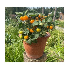 Orange Hat Tomates cerises oranges