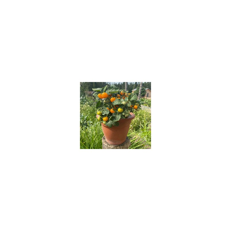 Orange Hat Tomates cerises oranges