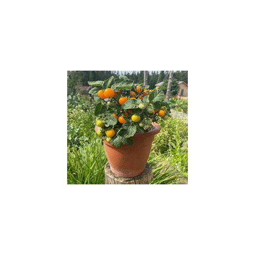 Orange Hat Tomates cerises oranges