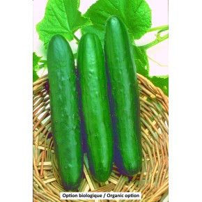 Peticue Concombres de champ (de table)