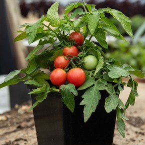 Tomates cerises roses (Plant miniature/de table)