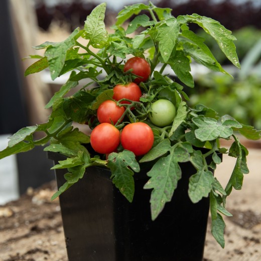 Tomates cerises roses (Plant miniature/de table)