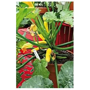 Courgette Easypick Jaune