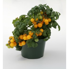 Tomates cerises jaunes (plant miniature/de table)