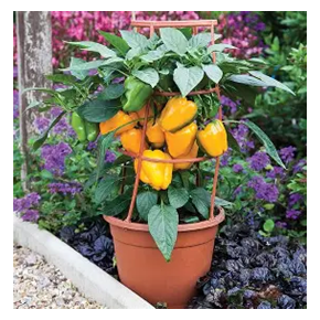 Liberty Bell Poivron DOUX Jaune