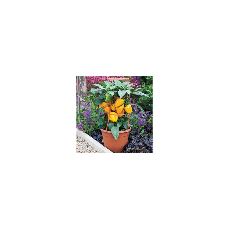 Liberty Bell Poivron DOUX Jaune