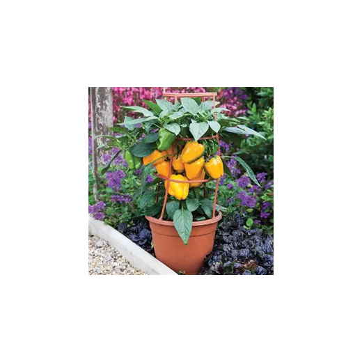 Liberty Bell Poivron DOUX Jaune