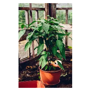 Jalapeno Piment Peu piquant