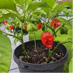 Habanero Primero Red Piment Peu piquant