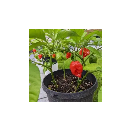 Habanero Primero Red Piment Peu piquant