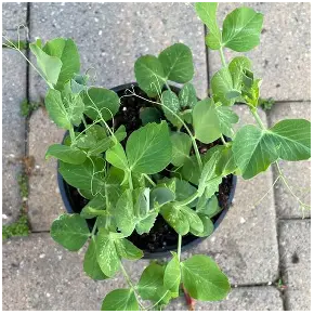 Little Snow Pois Mange-Tout