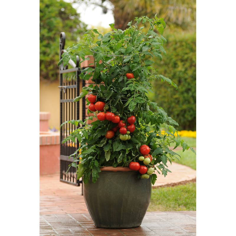 Homeslice Tomate Beef Rouge