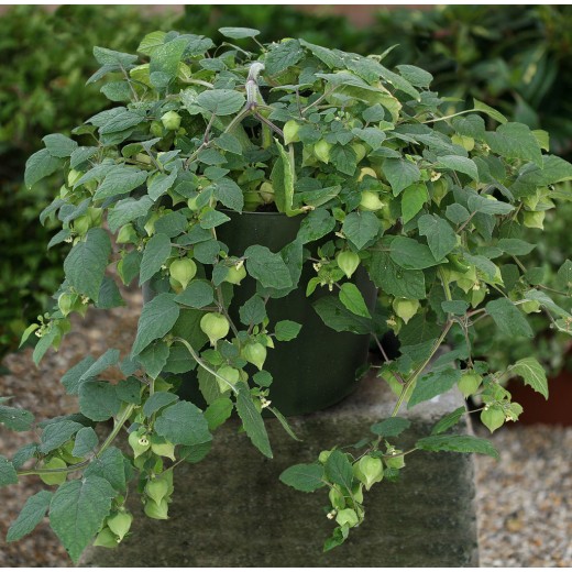 Little Lantern Cerises de Terre