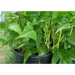 Loriot Haricot Jaune