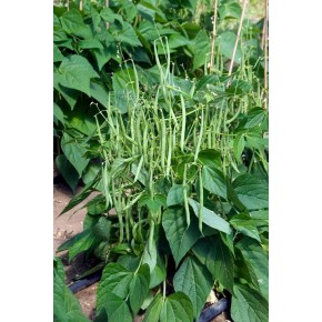 Mascotte Haricot Vert