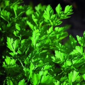 Persil Italien (plat)