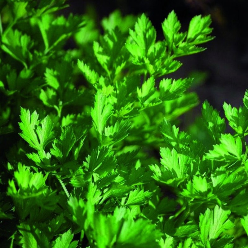 Persil Italien (plat)